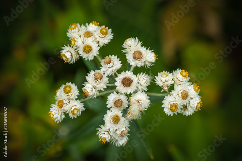 Pearly Everlasting Flowers