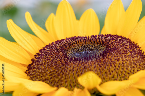 Sunflower at Sakura Furusato Square in Sakura city, Chiba, Japan