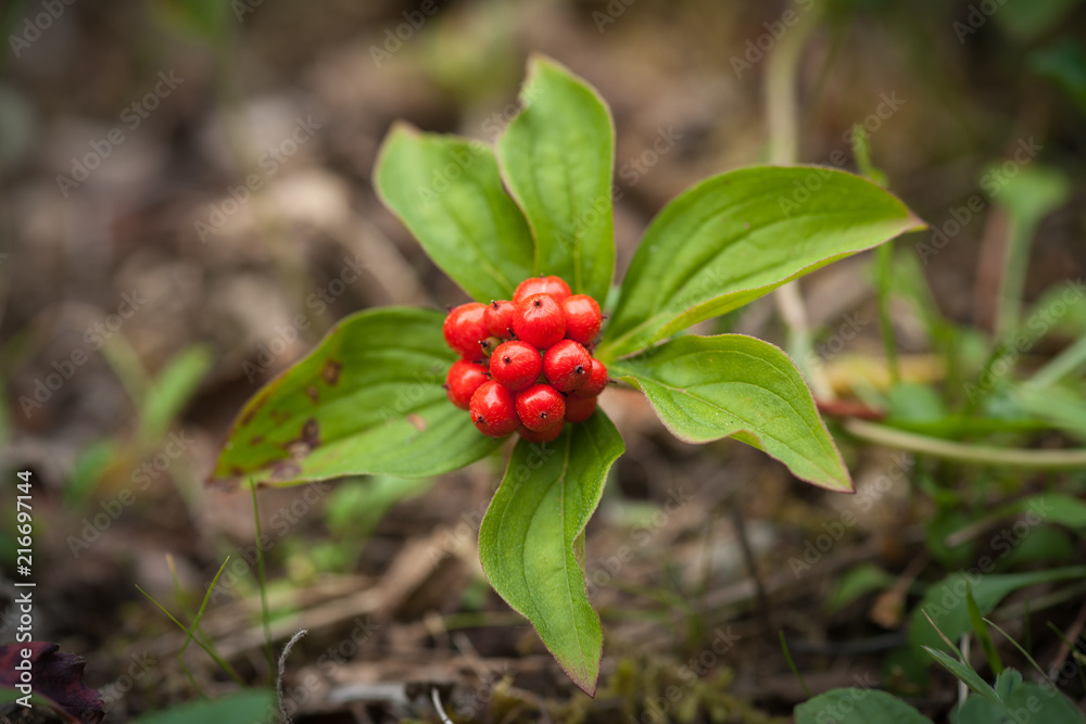 Bunchberry on the Forest Floor