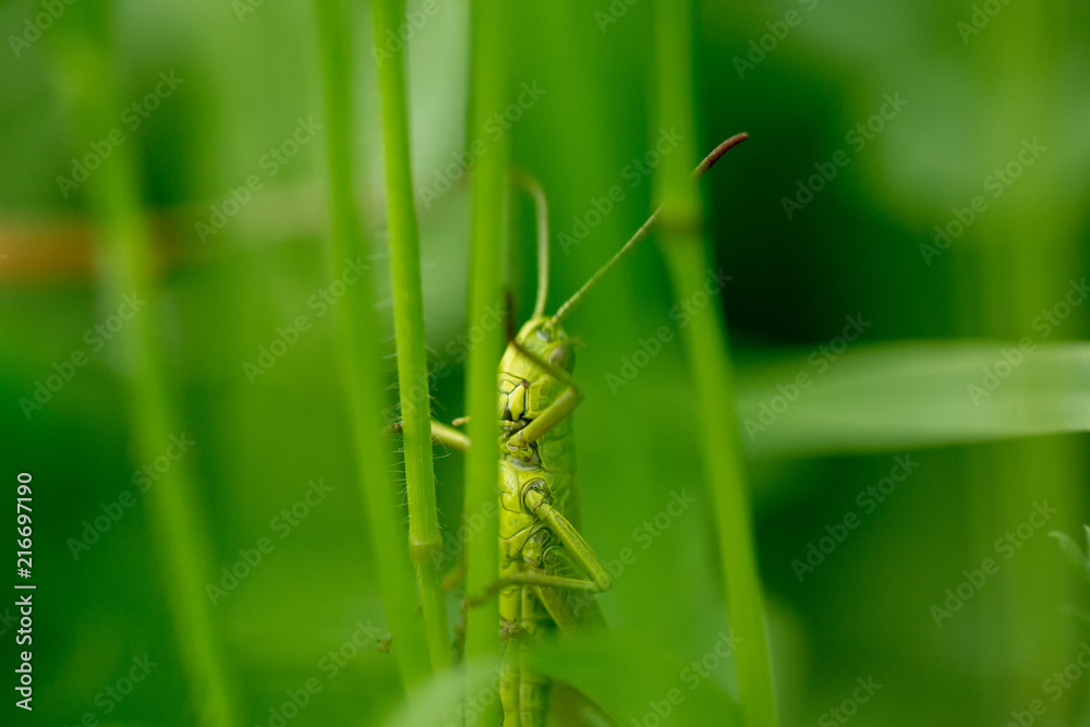 Grasshopper on the leaf of grass close up. Grasshopper on the leaf of grass close up.