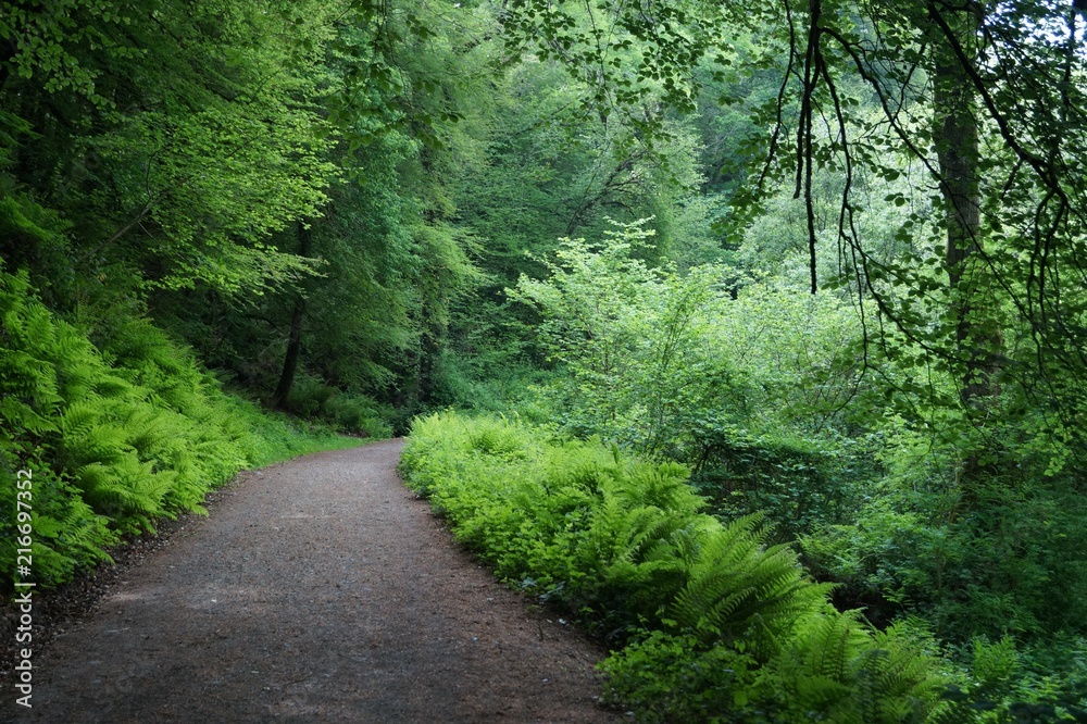 Fototapeta premium Green forest natural walkway in Edenvale, County Wexford, Ireland