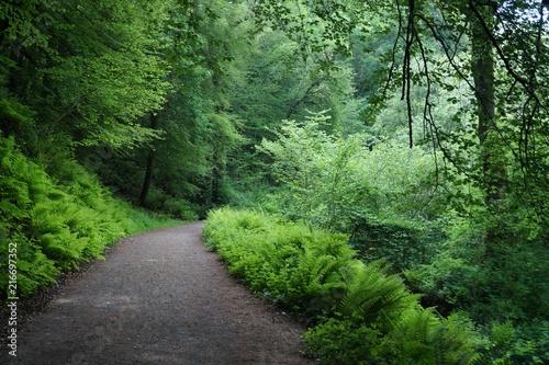 Green forest natural walkway in Edenvale, County Wexford, Ireland