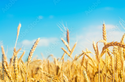 wheat spike and blue sky close-up. a golden field. beautiful view. symbol of harvest and fertility. Harvesting  bread.