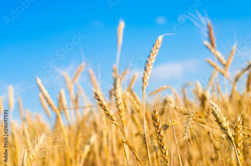 wheat spike and blue sky close-up. a golden field. beautiful view. symbol of harvest and fertility. Harvesting, bread.