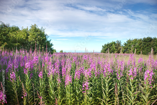 A field of Scottish Harebell (Campanula Rotundifolia) on Cramond Island, close to Edinburgh, Scotland, United Kingdom.