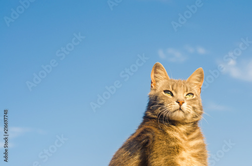 gray cat on a blue background in sunlight. cat in the sky. a pet. beautiful kitten. place for text. copyspace