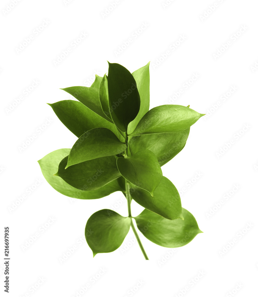 Branch with fresh green Ruscus leaves on white background Branch with fresh green Ruscus leaves on white background