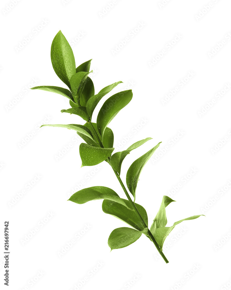 Branch with fresh green Ruscus leaves on white background Branch with fresh green Ruscus leaves on white background