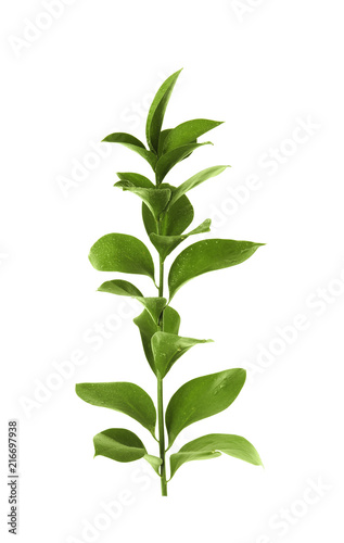 Branch with fresh green Ruscus leaves on white background