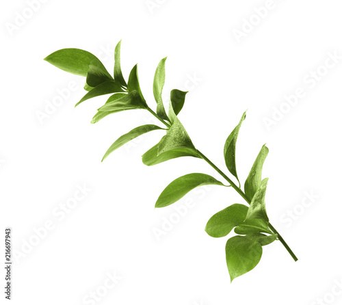 Branch with fresh green Ruscus leaves on white background