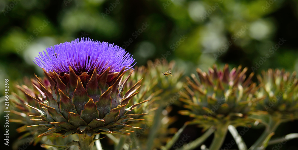 Isolated purple flower, wild artichoke in flowering, early summer Isolated purple flower, wild artichoke in flowering, early summer