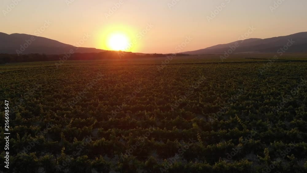 Aerial photography of the vineyard at sunset.