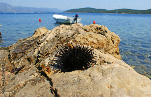 black spiny Sea urchin on a rock by the sea with a boat in the water and mountains on the background photo