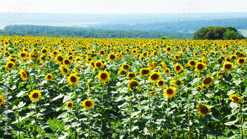 Fototapeta Naklejka Na Ścianę i Meble -  Beautiful sunflowers grow on the field.