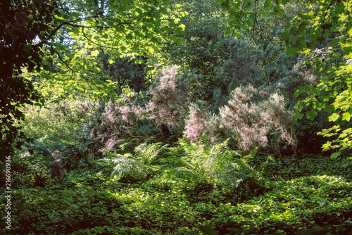 A photograph of the forest inside the natural reserve of Corstorphine hil with lovely shots of sunrays in Edinburgh  Scotland  United Kingdom