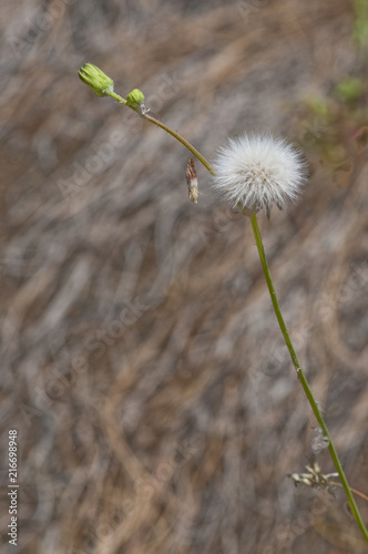 Fototapeta Naklejka Na Ścianę i Meble -  Pusteblume einer wildwachsenden Kanaren Pflanze