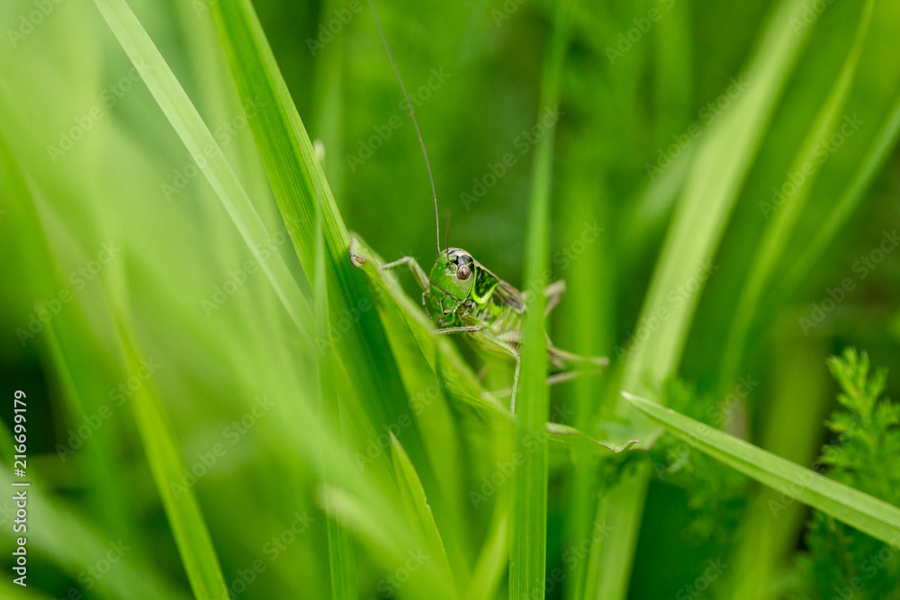 Grasshopper on the leaf of grass close up. Grasshopper on the leaf of grass close up.