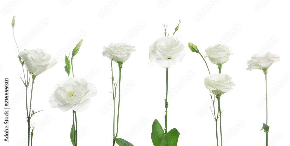 Row of beautiful Eustoma flowers on white background