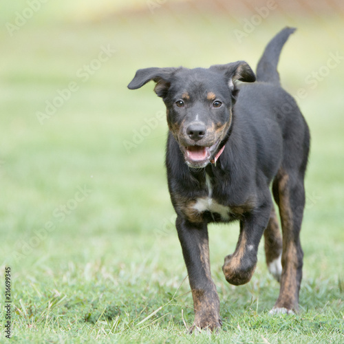 A beautiful Rottweiler mixed breed dog running in the grass 