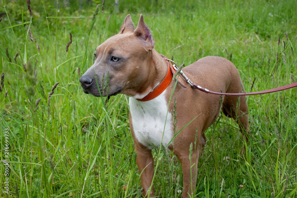 Cute american staffordshire terrier puppy is standing on a spring meadow. Five month old.