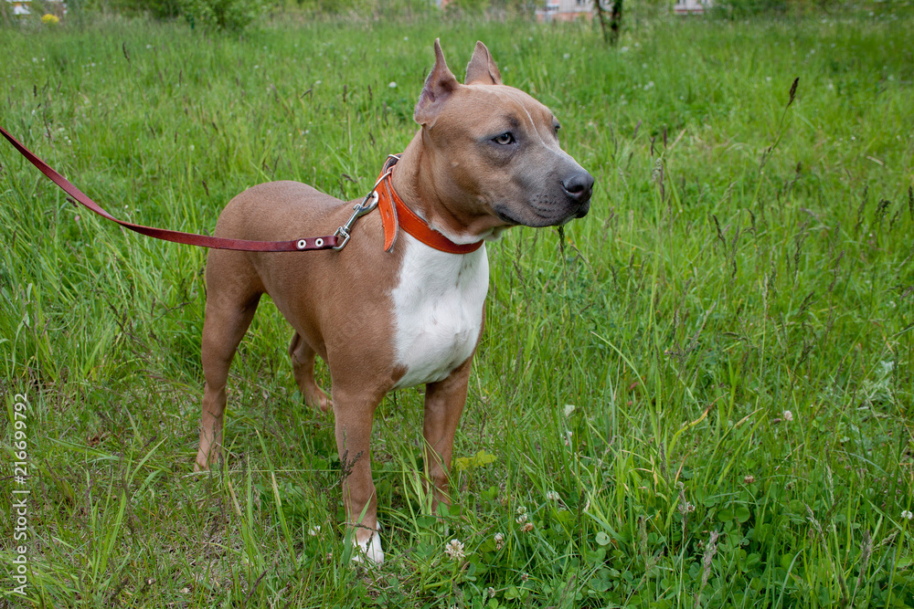 Cute american staffordshire terrier puppy is standing on a green meadow. Five month old.