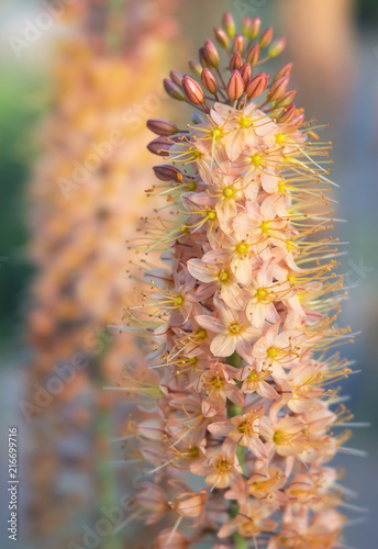 Peach Colored Cleopatra Foxtail Lily Flowers