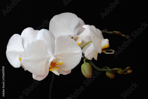 White orchid  orchidaceae  flower on the black background