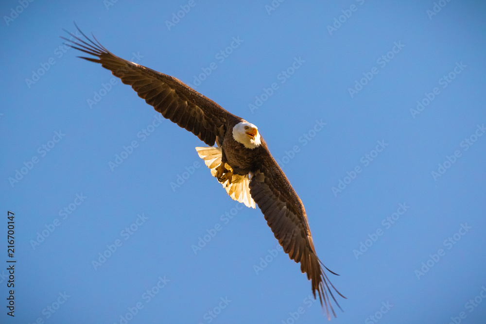 Obraz premium Eagle in Flight