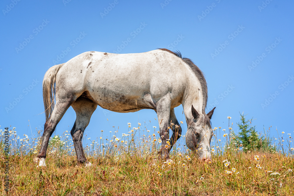Grey Mare and the Blue Sky Grey Mare and the Blue Sky