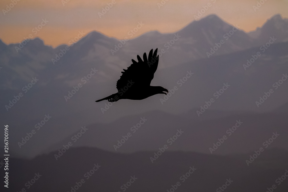 Naklejka premium Eagle Sunset