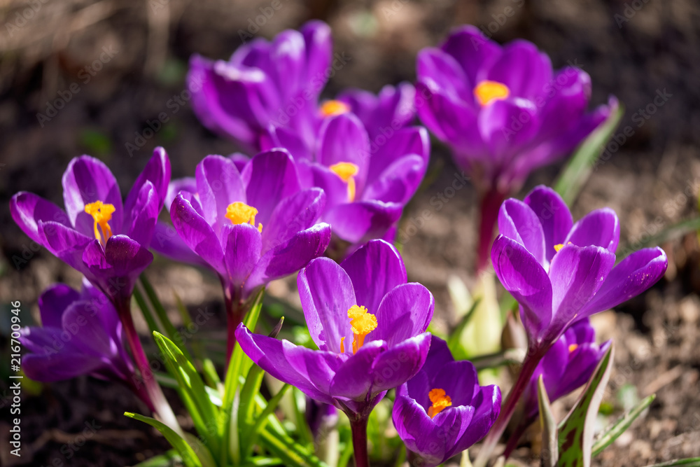 Blooming violet Crocuses under bright sunlight in early Spring forest. Blooming violet Crocuses under bright sunlight in early Spring forest.