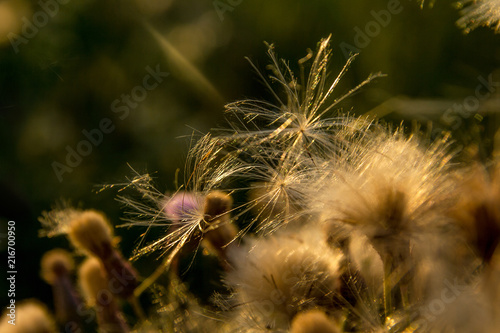 Seeds on thistle flowers