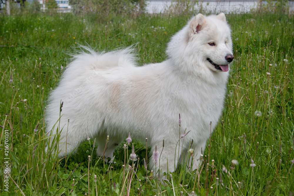 Samoyed is standing on a green meadow. Samoyed is standing on a green meadow.