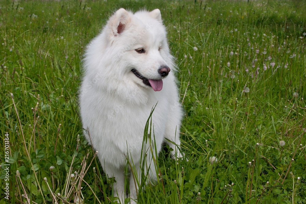Samoyed dog is standing in a green grass.