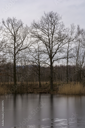 Frozen lake in forest. Winter nature. Trees without leaves.