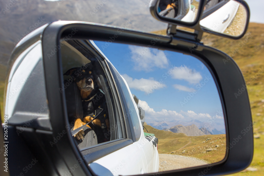 Traveling dog on a Offroad trip, french Alps
