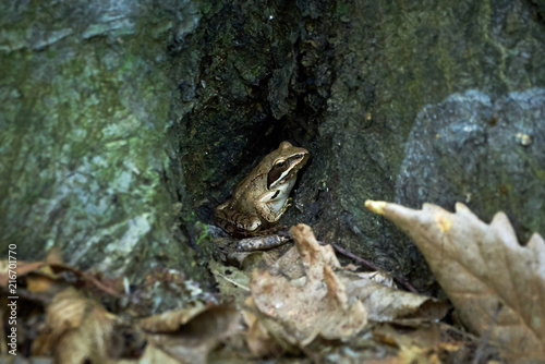 European Tree Frog Sitting On The Forest Floor