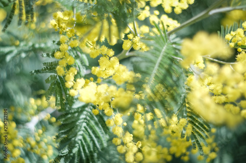 Detail of acacia mimosa trees in flower, Portugal