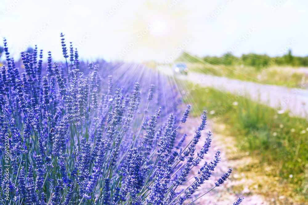 Obraz premium Lavender field. Harvesting. Beautiful sky. Against the backdrop of mountains and clouds. French Provence. Surroundings of Valansol. Map. Toned.