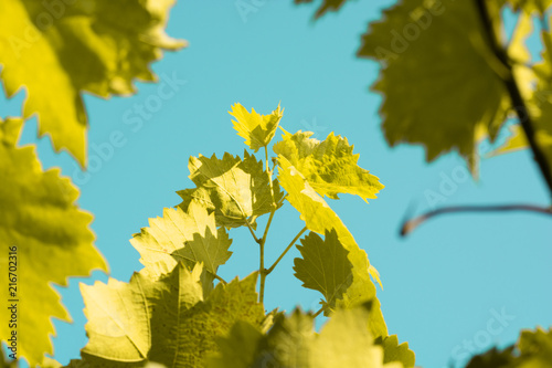 autumn yellow leaves of grapes against the sky