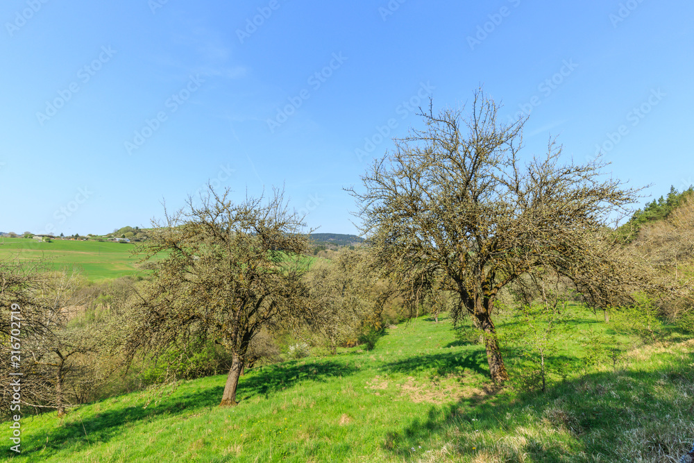 Orchard on slopes spring landscape in the German Eifel region near to Gerolstein with green meadows against a blue sky with clouds veil Orchard on slopes spring landscape in the German Eifel region near to Gerolstein with green meadows against a blue sky with clouds veil
