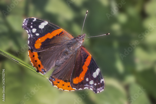 Close up of Red Admiral butterfly (Vanessa atalanta) with open wings. Dorsal view. Blurred foliage background