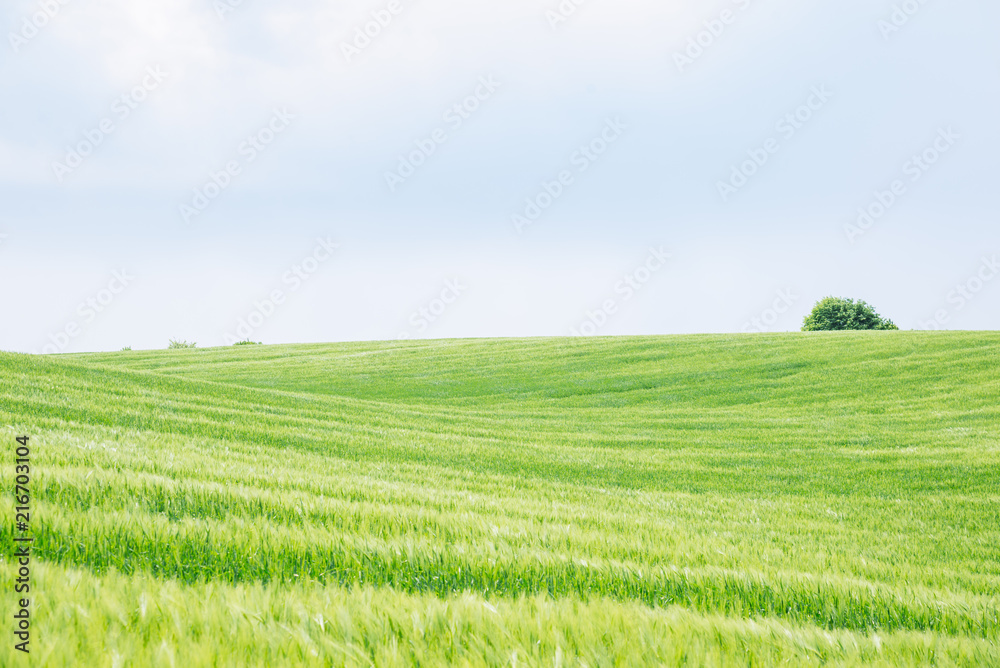 beautiful view of green barley filed. copy space
