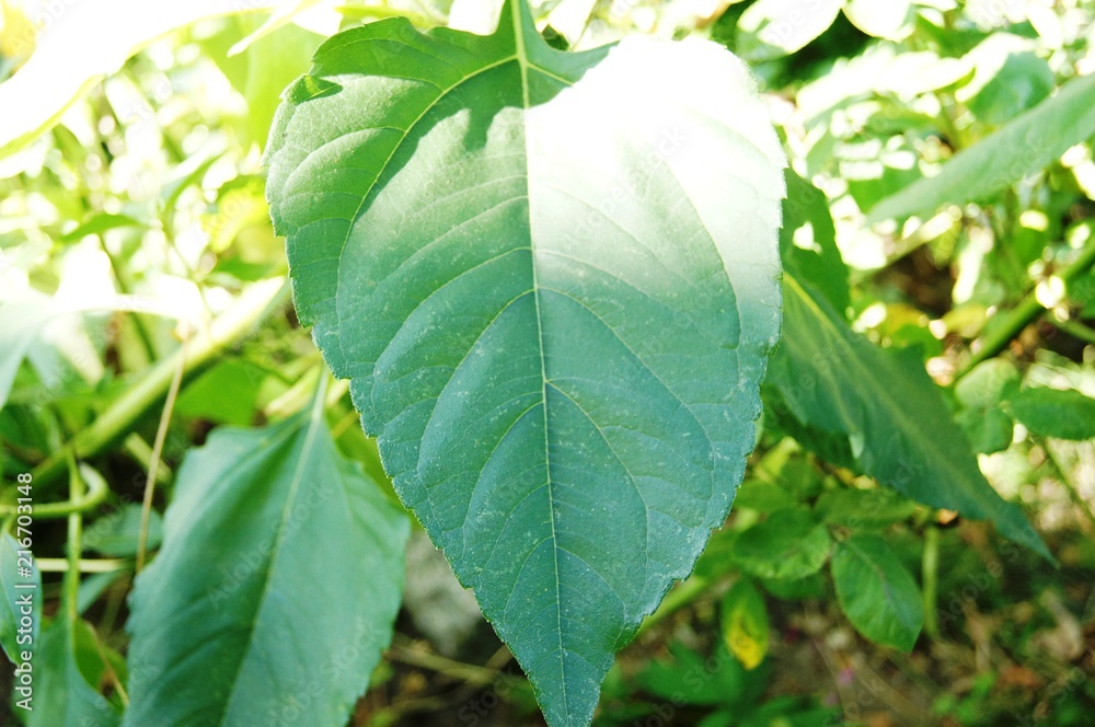 Obraz premium Topinamur,blatt, green, pflanze, mint, natur, frisch, gewürze, pfefferminz, essen, frühling, garden, isoliert, makro, baum, sommer, weiß, close up, laub, kräuter, auflösungszeichen