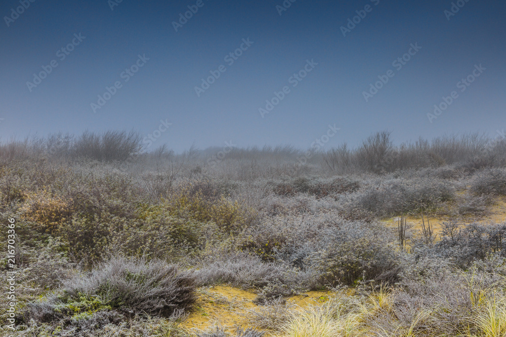 Beautiful winter landscape in dunes with sea buckthorns, Hippophae rhamnoides, covered with frozen water vapour or fog against a hazy Misty background Beautiful winter landscape in dunes with sea buckthorns, Hippophae rhamnoides, covered with frozen water vapour or fog against a hazy Misty background