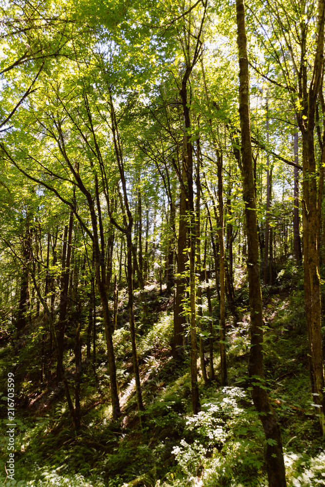 Fototapeta premium Shade and Shadow