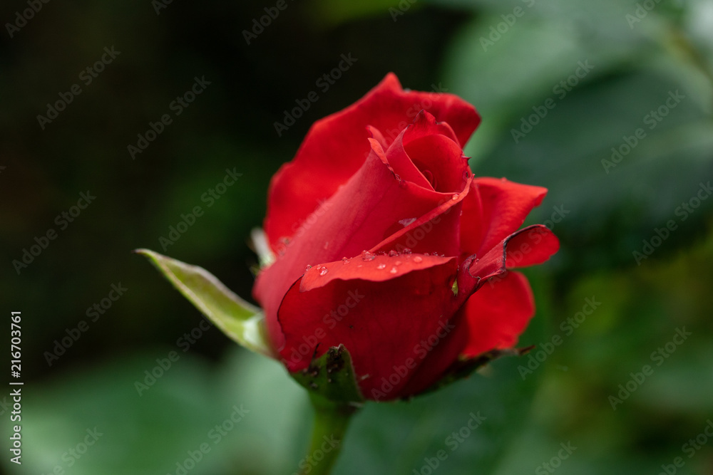 Rose in perfect bloom closeup