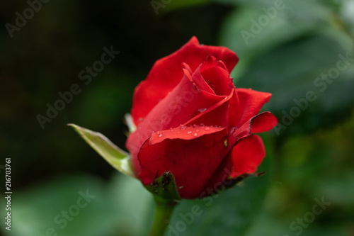 Rose in perfect bloom closeup