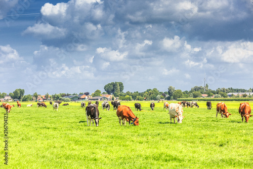 Fototapeta Naklejka Na Ścianę i Meble -  Dutch polder and meadow landscape in the summer with juicy green grass and grazing black and brown white cows against a horizon with hedgerows and farms and a  Dutch cloudy sky