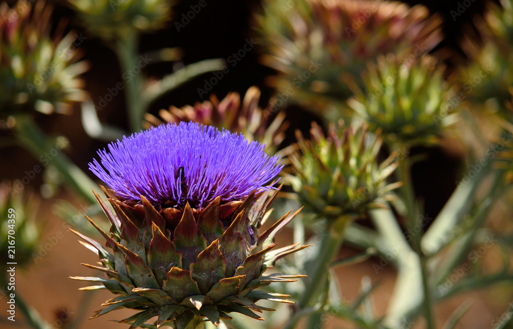 Wild artichoke in full bloom, Cynara cardunculus, early summer Wild artichoke in full bloom, Cynara cardunculus, early summer